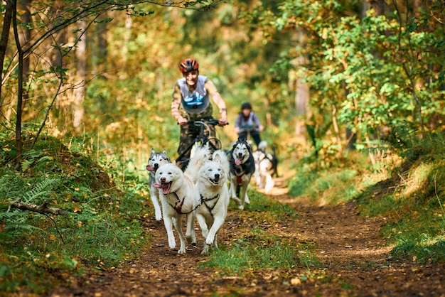 Svetly, oblast de Kaliningrado, Rússia - 2 de outubro de 2021 - canoagem esportiva, cães Husky siberianos ativos correndo e puxando carrinhos de cachorro com pessoas em pé na floresta. Competição de mushing em Dryland