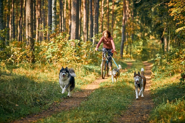 Svetly, oblast de Kaliningrado, Rússia - 2 de outubro de 2021 - corrida de trenó de cães de trenó de bikejoring, cães de trenó de raça pura Siberian Husky puxando bicicletas com proprietários, competição de outono em bosques, corrida de cães de trenó
