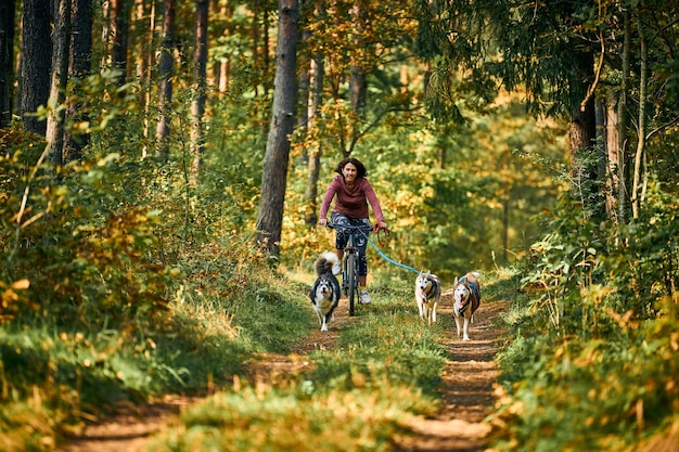 Svetly, oblast de Kaliningrado, Rússia - 2 de outubro de 2021 - corrida de trenó de cães de trenó de bikejoring, fortes cães de trenó Siberian Husky puxando bicicletas com ciclistas, competição de outono ao ar livre, corrida de cães de trenó