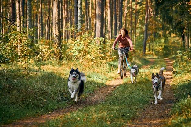 Svetly, oblast de Kaliningrado, Rússia - 2 de outubro de 2021 - corrida de trenós puxados por cães de trenó de bicicleta, cães de trenó siberianos rápidos puxando bicicletas com trenós puxados por cães, competição de outono em bosques, corridas de cães de trenó