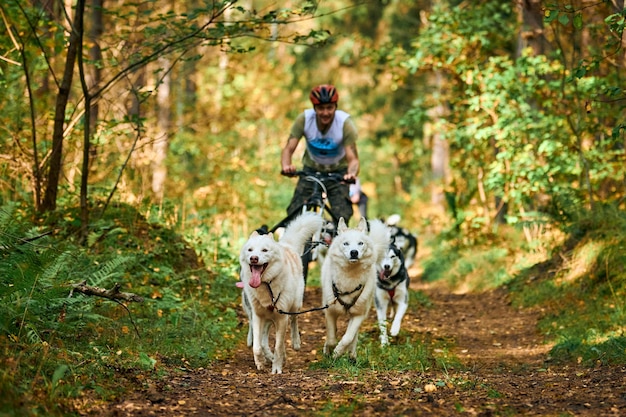 Svetly, oblast de Kaliningrado, Rússia - 2 de outubro de 2021 - esportes com cães, cães Husky siberianos ativos correndo e puxando carrinhos de cachorro com pessoas em pé na floresta de outono. Competição de mushing em Dryland