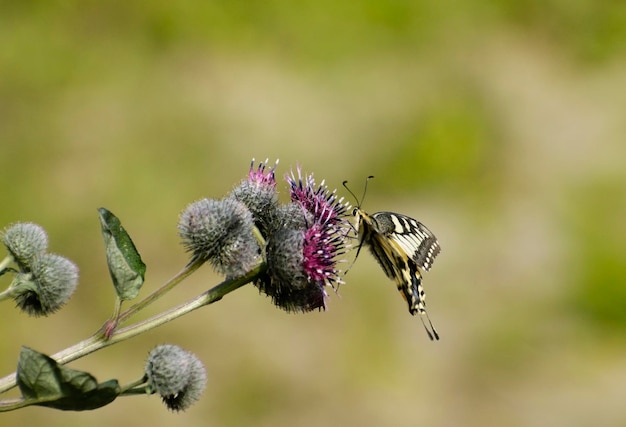 Swallowtail Papilio machaon apreciando o néctar nas flores de Thistle KhantyMansiysk