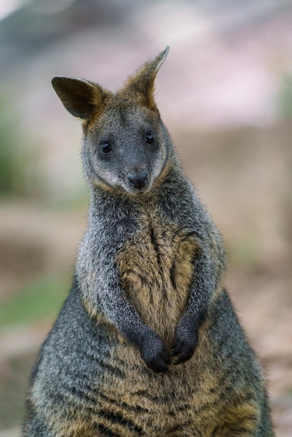 Swamp Wallaby Wallabia bicolor Conhecido como o wallaby preto