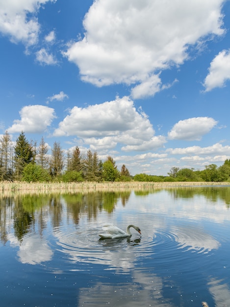 Swan en un lago con cielo azul reflejado con nubes blancas, árboles y juncos en la orilla