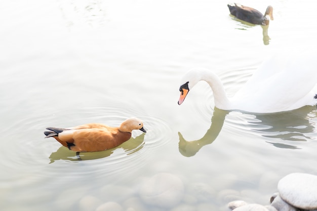 Swan mira a un pato nadando en un estanque