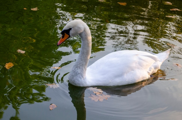 Swan nada en el lago. Una gota de agua cae de su pico y diverge en círculos en el agua.