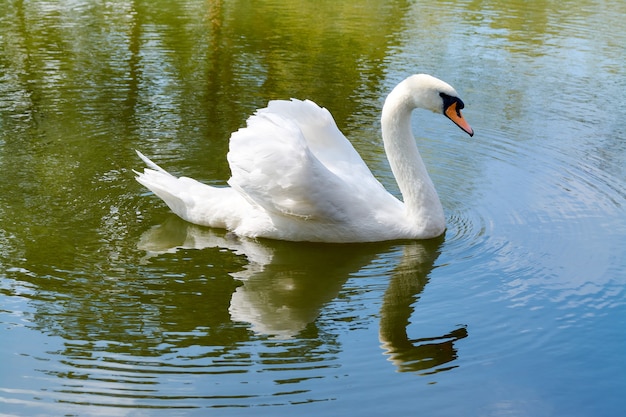 Swan nada en el lago