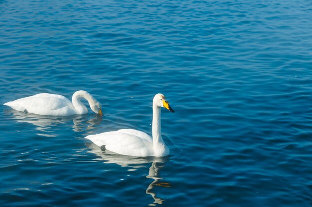 Swan nadando na água em um lago ao ar livre