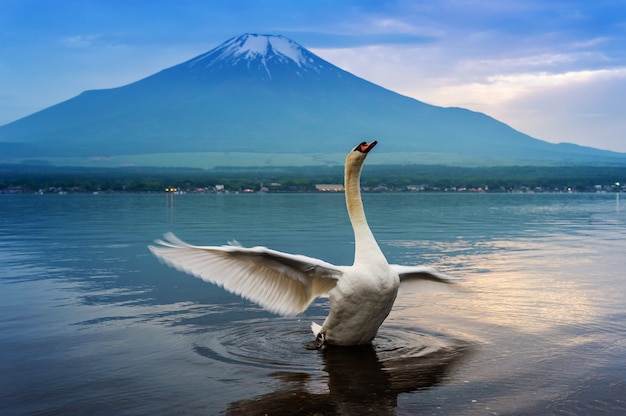 Swan nadando no lago yamanaka, japão