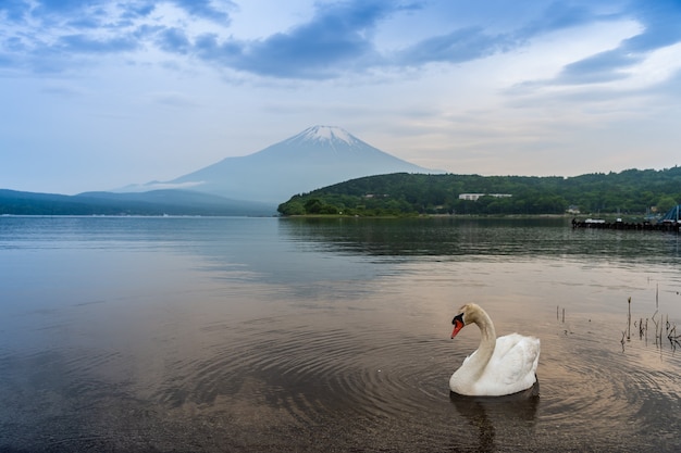 Swan nadando no lago Yamanaka, Japão