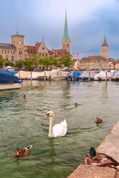 Swan en el río Limmat y la iglesia de Fraumunster en el casco antiguo de Zúrich, Suiza