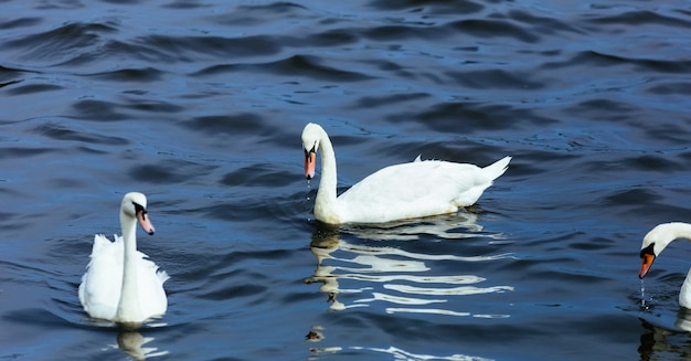 Swan See Wasser Sommer