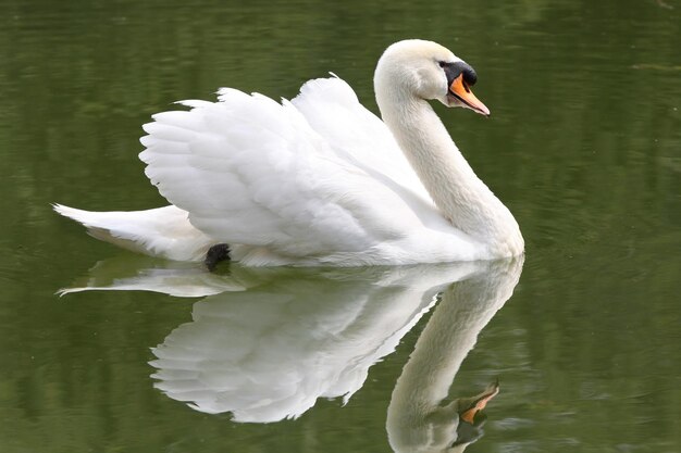 Swan