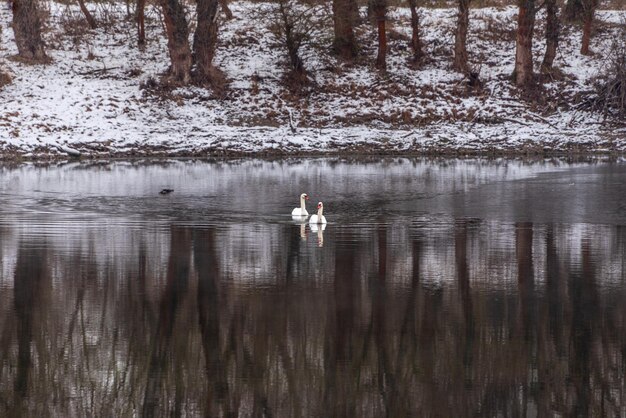 Swans