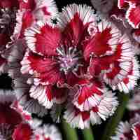 Foto sweet william dianthus barbatus hiper realista hiper detalhado 1