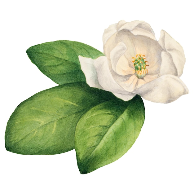 Sweetbay Blume png botanische Illustration Aquarell