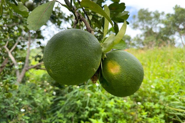 Sweetie pomelo cítricos está colgando de un árbol en un día soleado en un bosque asiático exótico tropical