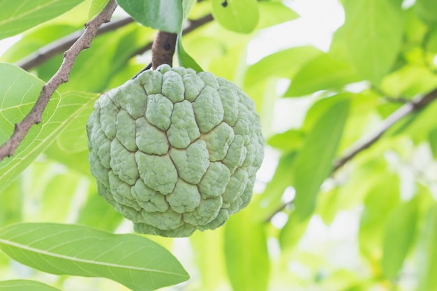 Sweetsop (Pudding Apfel, Annona, Zucker Apple)