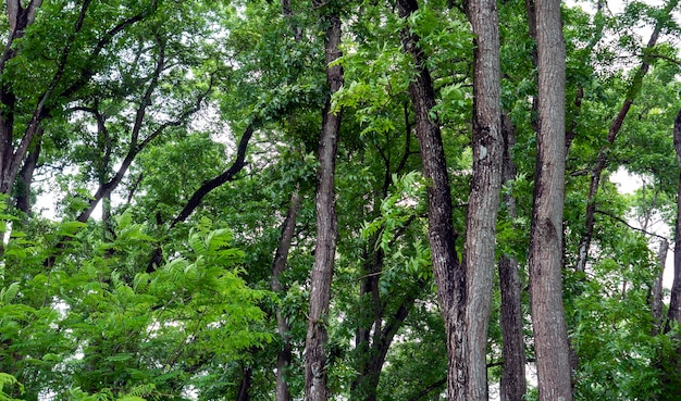 Swietenia macrophylla bosque en Gunung Kidul Yogyakarta Indonesia