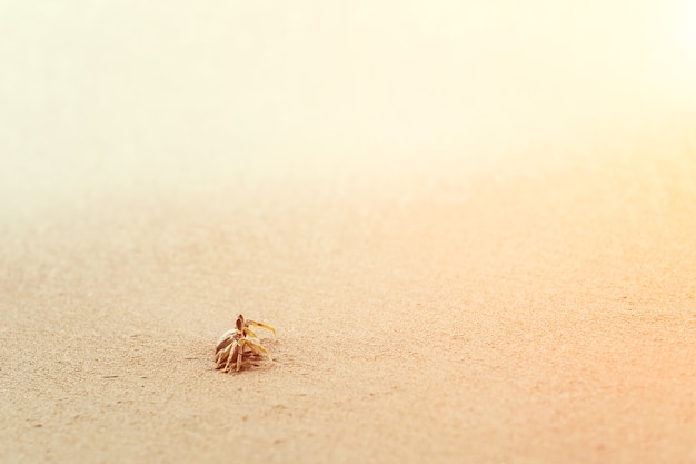 Swift Land Crab en la playa blanca, Phuket Tailandia