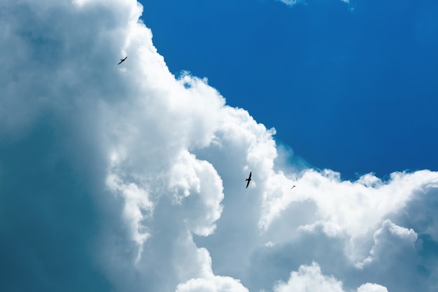 Swifts fliegen am Himmel gegen die Wolken