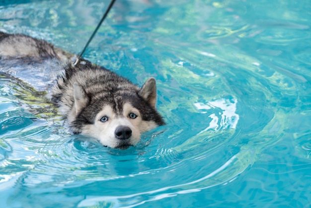 syberien husky, der im Pool schwimmt