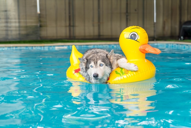Syberien husky nadando en la piscina con anillo de natación