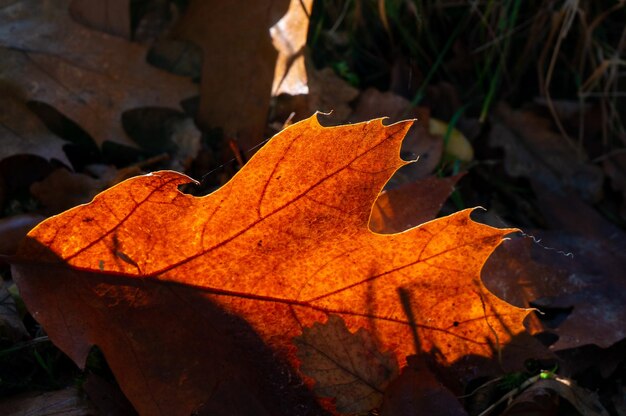 Sycamore-Blatt, das in der Herbstsonne verfällt