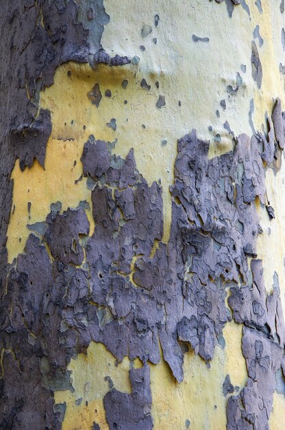 Foto sycamore texturas e fundo uma espécie única de madeira