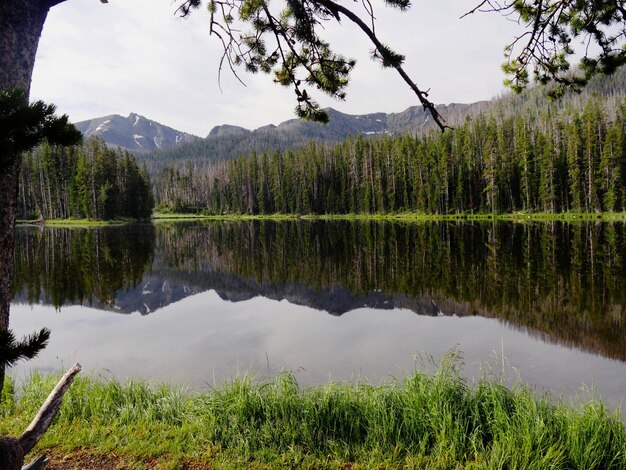 Sylvan Lake am Morgen, der östliche Eingang des Yellowstone Nationalparks