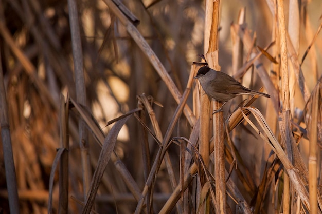 Sylvia atricapilla - o blackcap é uma espécie de pássaro passeriforme do gênero sylvia.