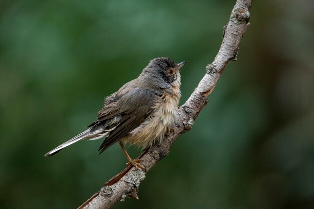 Sylvia cantillans, a toutinegra subalpina ocidental é uma típica toutinegra pequena