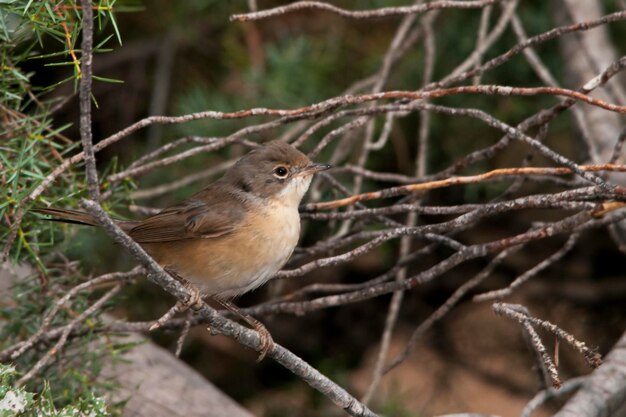 Foto sylvia melanocephala - a toutinegra-cabeça-preta é uma espécie de pássaro passeriforme dos sylviidae