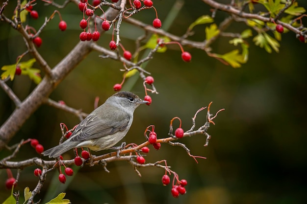 Sylvia melanocephala oder Samtkopflaubsänger ist eine Sperlingsvogelart aus der Familie der Sylviidae