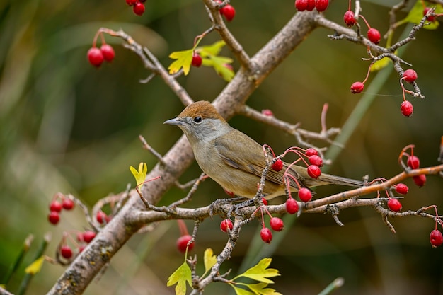 Sylvia melanocephala oder Samtkopflaubsänger ist eine Sperlingsvogelart aus der Familie der Sylviidae