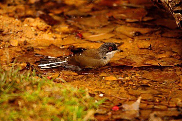 Sylvia melanocephala - La reinita de cabeza negra es una especie de ave paseriforme en Sylviidae