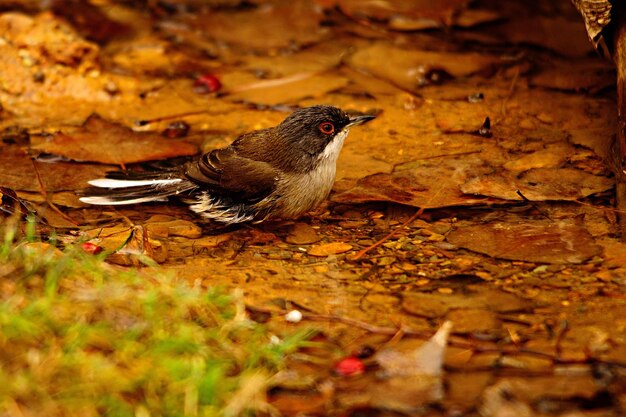 Sylvia melanocephala - La reinita de cabeza negra es una especie de ave paseriforme en Sylviidae