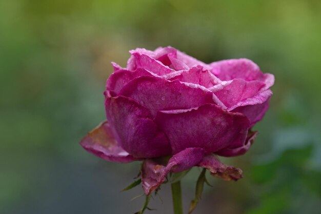 Symbol einer verwelkenden weiblichen Schönheit Verwelkte Rose im Garten Rosen sterben im Garten