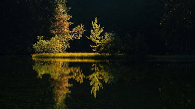 Symmetrische Naturlandschaft mit hinterleuchteten Bäumen, die an einem Flussufer wachsen