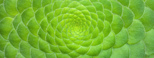 Symmetrischer grüner Blumenhintergrund von Kaktus-Sukkulenten Makro Natürliche Naturkulisse mit Blumenmuster in der Nähe