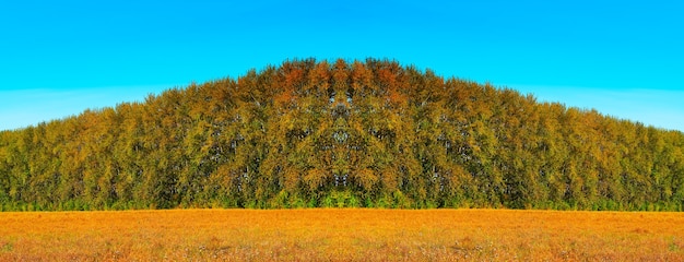 Symmetrischer Herbstwald auf gelbem Wiesennaturhintergrund