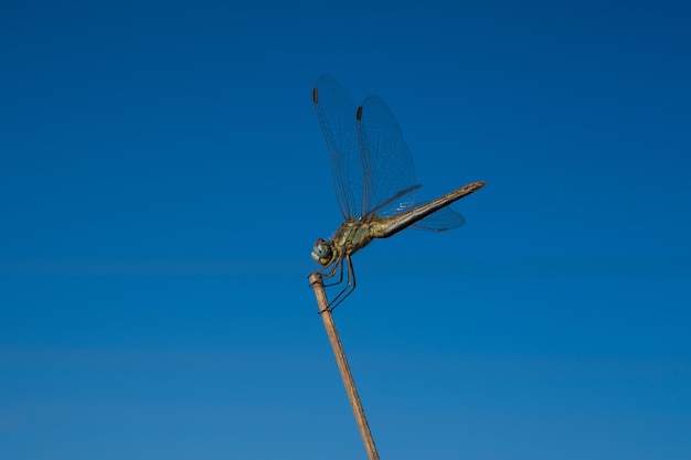 Sympetrum flaveolum o libélula sobre fondo de cielo azul