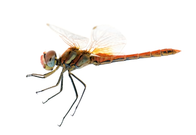 Sympetrum fonscolombei auf weiß