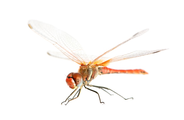 Sympetrum fonscolombei auf weiß