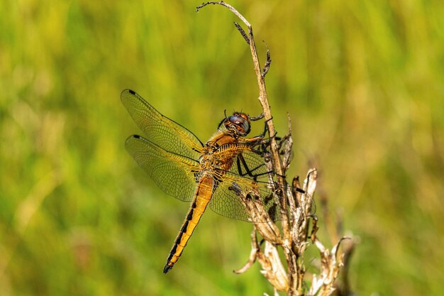 Sympetrum vulgatum Dragonfly em um talo de grama de prado Insetos na natureza, horário de verão Foto horizontal