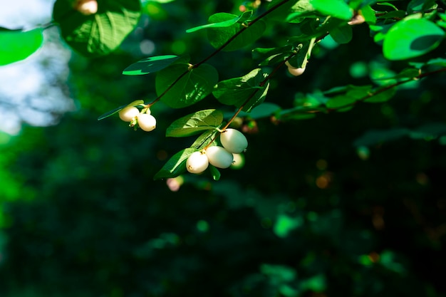 Symphoricarpos albus. arbusto Snezhnoyagodnik branco. arbusto ornamental de jardim. Berry Snowberry branco