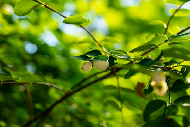 Symphoricarpos albus. Busch Snezhnoyagodnik weiß. dekorativer Gartenstrauch. Beere Schneebeere weiß