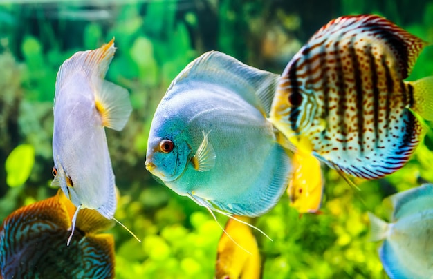 Symphysodon discus en un acuario sobre un fondo verde