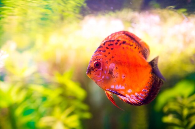 Symphysodon discus en un acuario sobre un fondo verde