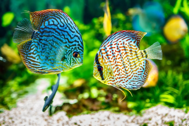 Symphysodon discus en un acuario sobre un fondo verde